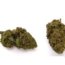 MARY MELON CAKE NUOVO RACCOLTO OTTOBRE 2025