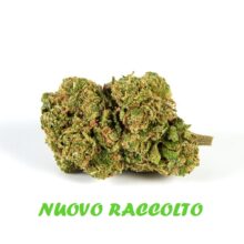 MARY CANDY KUSH